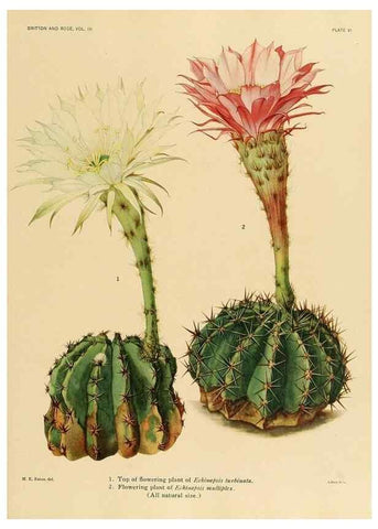 Reproducción/Reproduction 8567982825: The Cactaceae :. Washington :Carnegie Institution of Washington,1919-1923.