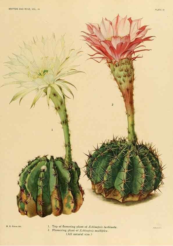 Reproducción/Reproduction 8567982825: The Cactaceae :. Washington :Carnegie Institution of Washington,1919-1923.