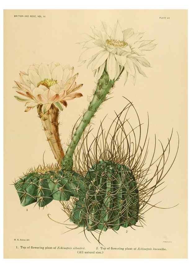 Reproducción/Reproduction 8569080916: The Cactaceae :. Washington :Carnegie Institution of Washington,1919-1923.