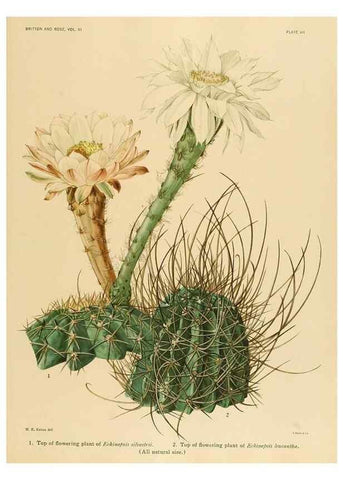 Reproducción/Reproduction 8569080916: The Cactaceae :. Washington :Carnegie Institution of Washington,1919-1923.