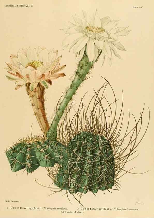Reproducción/Reproduction 8569080916: The Cactaceae :. Washington :Carnegie Institution of Washington,1919-1923.