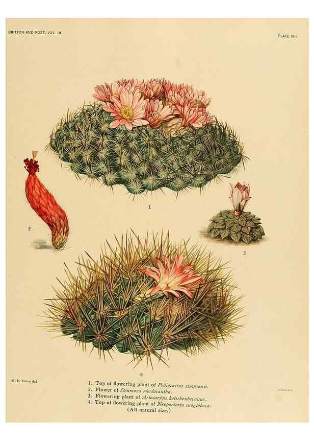 Reproducción/Reproduction 8567983633: The Cactaceae :. Washington :Carnegie Institution of Washington,1919-1923.