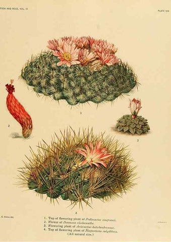 Reproducción/Reproduction 8567983633: The Cactaceae :. Washington :Carnegie Institution of Washington,1919-1923.