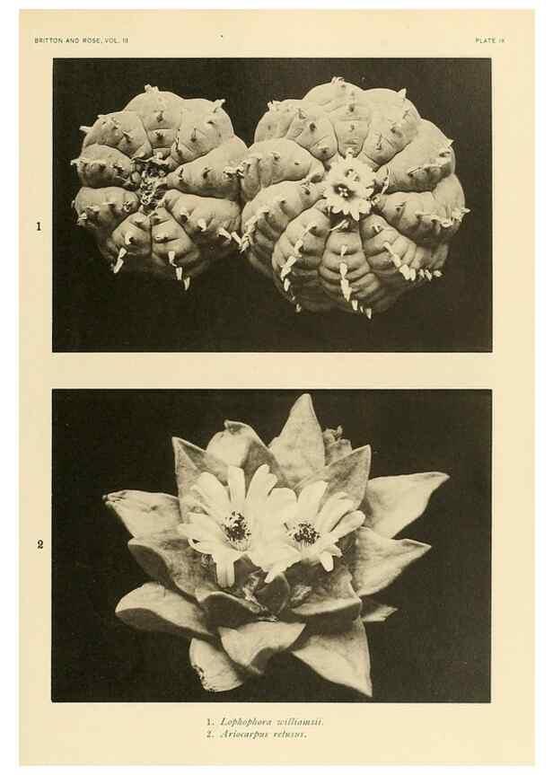 Reproducción/Reproduction 8569081992: The Cactaceae :. Washington :Carnegie Institution of Washington,1919-1923.