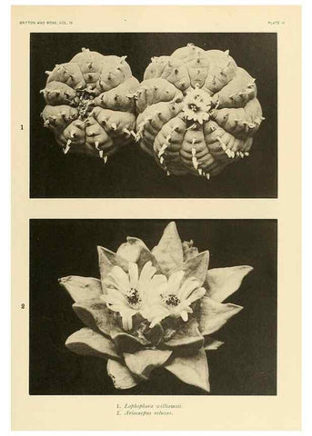 Reproducción/Reproduction 8569081992: The Cactaceae :. Washington :Carnegie Institution of Washington,1919-1923.