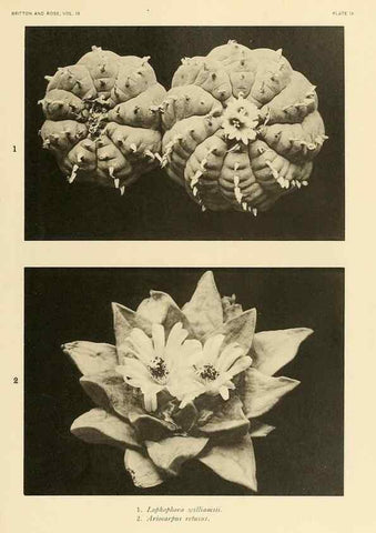 Reproducción/Reproduction 8569081992: The Cactaceae :. Washington :Carnegie Institution of Washington,1919-1923.
