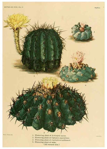 Reproducción/Reproduction 8569082834: The Cactaceae :. Washington :Carnegie Institution of Washington,1919-1923.