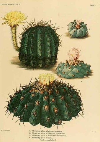 Reproducción/Reproduction 8569082834: The Cactaceae :. Washington :Carnegie Institution of Washington,1919-1923.