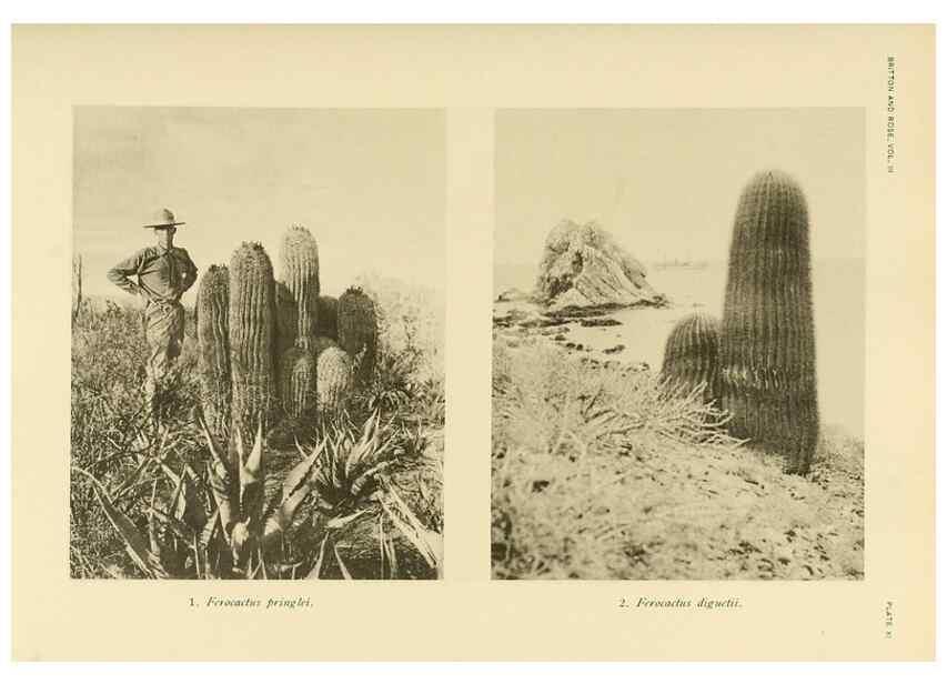 Reproducción/Reproduction 8567985993: The Cactaceae :. Washington :Carnegie Institution of Washington,1919-1923.
