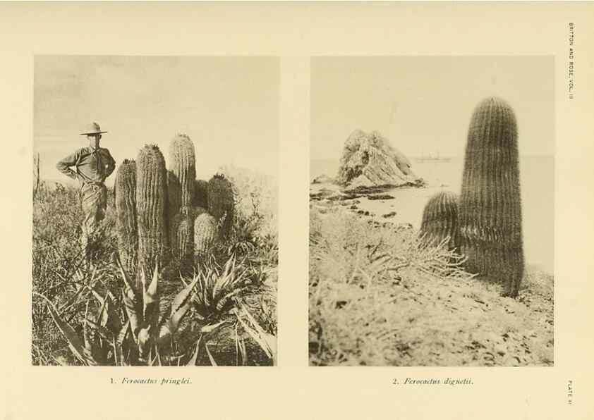Reproducción/Reproduction 8567985993: The Cactaceae :. Washington :Carnegie Institution of Washington,1919-1923.