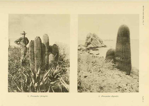 Reproducción/Reproduction 8567985993: The Cactaceae :. Washington :Carnegie Institution of Washington,1919-1923.
