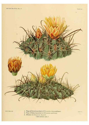 Reproducción/Reproduction 8569084190: The Cactaceae :. Washington :Carnegie Institution of Washington,1919-1923.