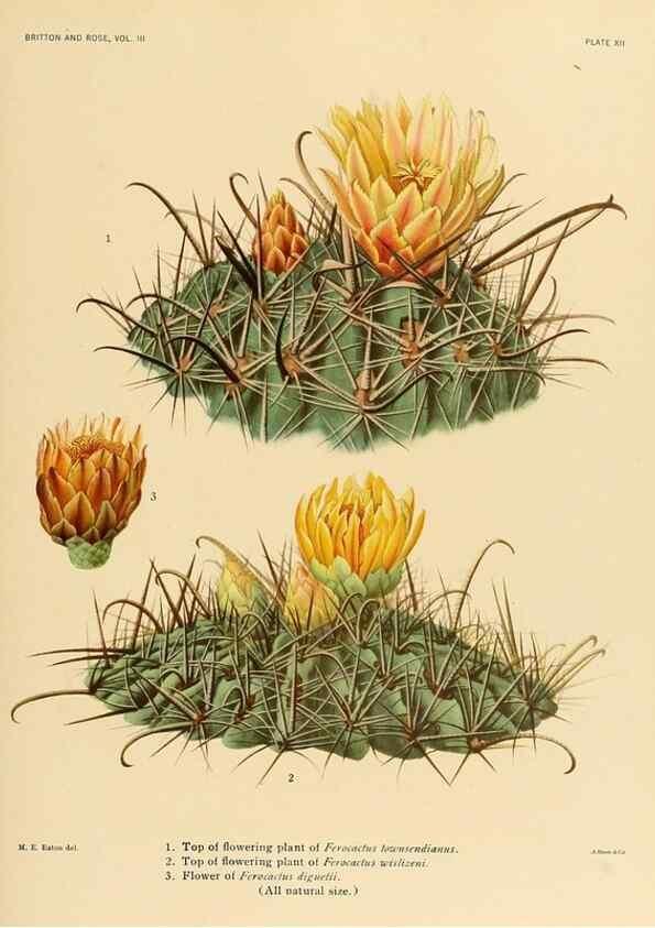 Reproducción/Reproduction 8569084190: The Cactaceae :. Washington :Carnegie Institution of Washington,1919-1923.