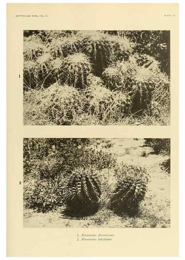 Reproducción/Reproduction 8567987461: The Cactaceae :. Washington :Carnegie Institution of Washington,1919-1923.
