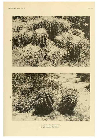 Reproducción/Reproduction 8567987461: The Cactaceae :. Washington :Carnegie Institution of Washington,1919-1923.