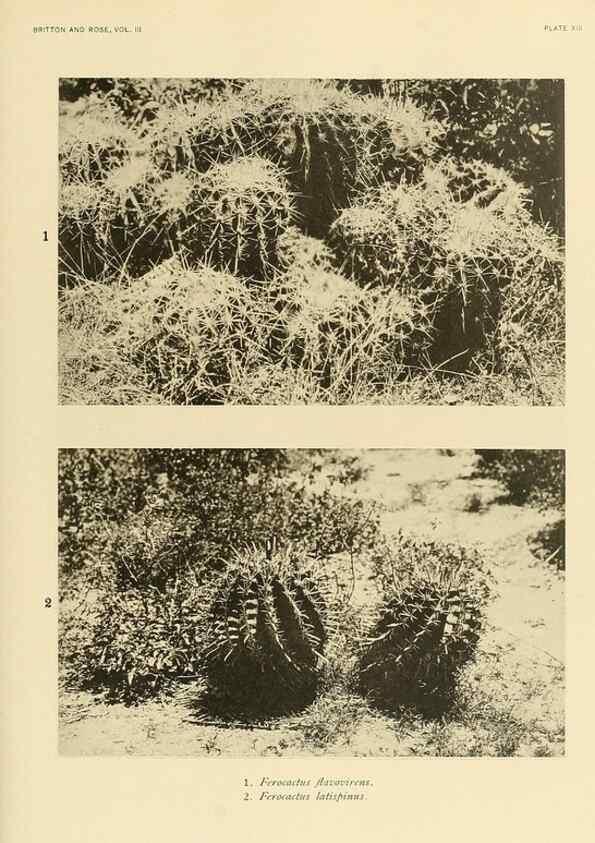 Reproducción/Reproduction 8567987461: The Cactaceae :. Washington :Carnegie Institution of Washington,1919-1923.