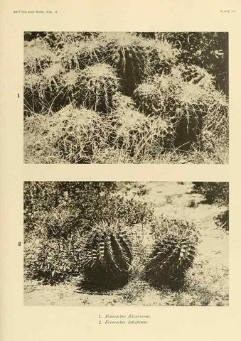 Reproducción/Reproduction 8567987461: The Cactaceae :. Washington :Carnegie Institution of Washington,1919-1923.