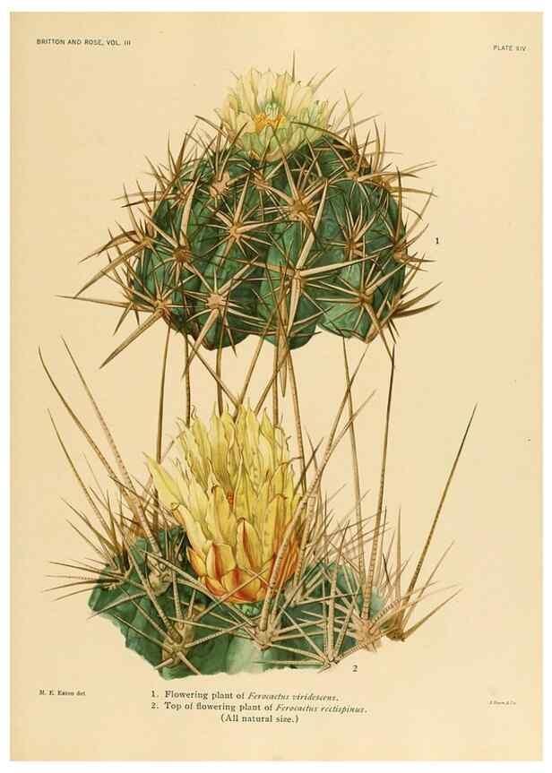Reproducción/Reproduction 8567988223: The Cactaceae :. Washington :Carnegie Institution of Washington,1919-1923.