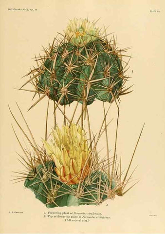 Reproducción/Reproduction 8567988223: The Cactaceae :. Washington :Carnegie Institution of Washington,1919-1923.