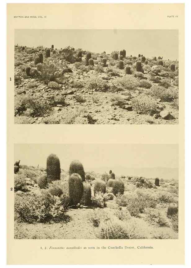 Reproducción/Reproduction 8567989261: The Cactaceae :. Washington :Carnegie Institution of Washington,1919-1923.