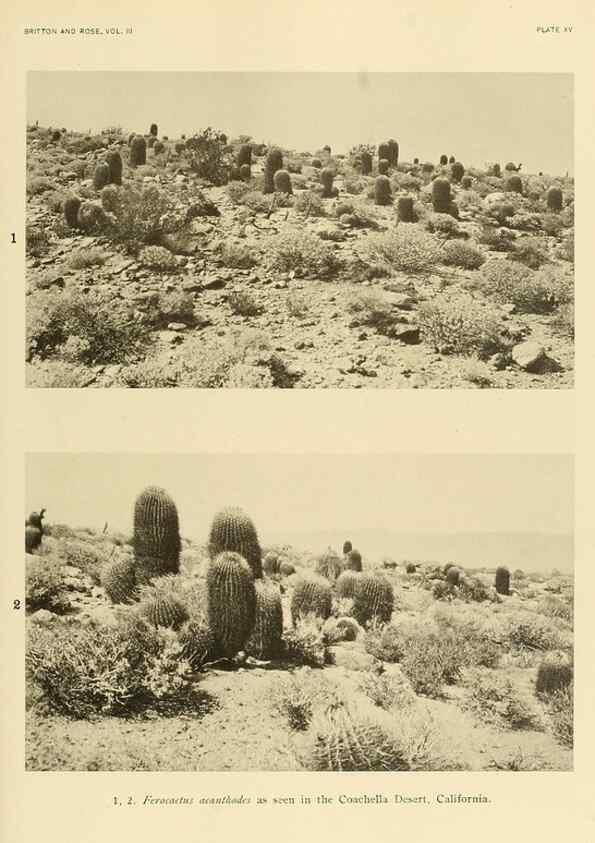 Reproducción/Reproduction 8567989261: The Cactaceae :. Washington :Carnegie Institution of Washington,1919-1923.