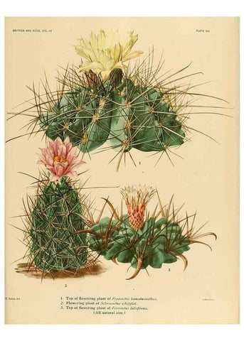 Reproducción/Reproduction 8567989709: The Cactaceae :. Washington :Carnegie Institution of Washington,1919-1923.