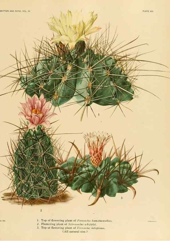Reproducción/Reproduction 8567989709: The Cactaceae :. Washington :Carnegie Institution of Washington,1919-1923.