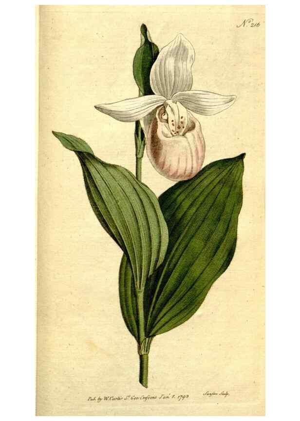 Reproducción/Reproduction 8560629046: The Botanical magazine, or, Flower-garden displayed ... /. [S.l. :s.n.],1790-1800 ;