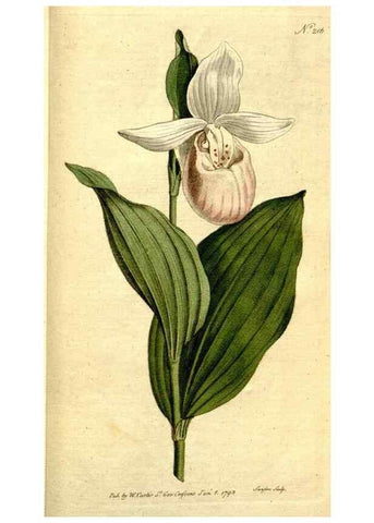 Reproducción/Reproduction 8560629046: The Botanical magazine, or, Flower-garden displayed ... /. [S.l. :s.n.],1790-1800 ;