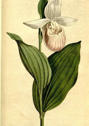 Reproducción/Reproduction 8560629046: The Botanical magazine, or, Flower-garden displayed ... /. [S.l. :s.n.],1790-1800 ;