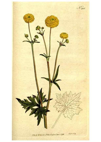 Reproducción/Reproduction 8560628352: The Botanical magazine, or, Flower-garden displayed ... /. [S.l. :s.n.],1790-1800 ;