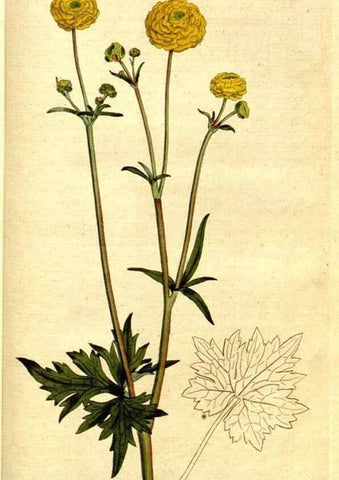 Reproducción/Reproduction 8560628352: The Botanical magazine, or, Flower-garden displayed ... /. [S.l. :s.n.],1790-1800 ;