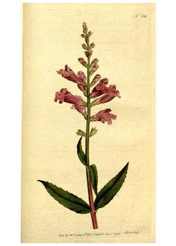Reproducción/Reproduction 8560627824: The Botanical magazine, or, Flower-garden displayed ... /. [S.l. :s.n.],1790-1800 ;
