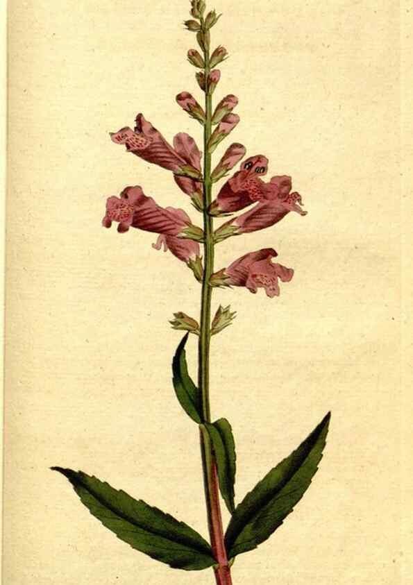 Reproducción/Reproduction 8560627824: The Botanical magazine, or, Flower-garden displayed ... /. [S.l. :s.n.],1790-1800 ;