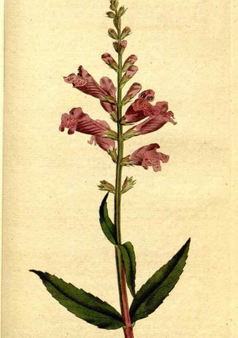 Reproducción/Reproduction 8560627824: The Botanical magazine, or, Flower-garden displayed ... /. [S.l. :s.n.],1790-1800 ;