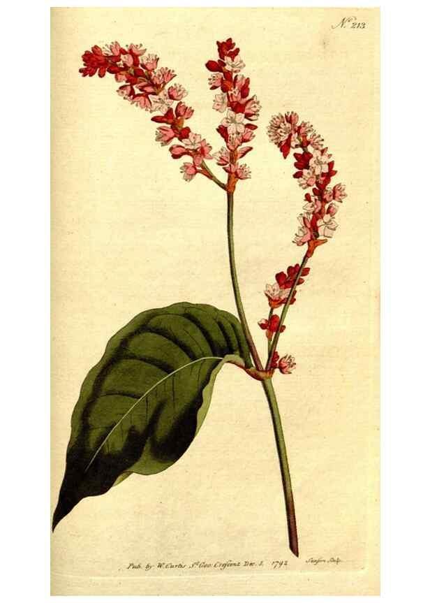 Reproducción/Reproduction 8560627240: The Botanical magazine, or, Flower-garden displayed ... /. [S.l. :s.n.],1790-1800 ;