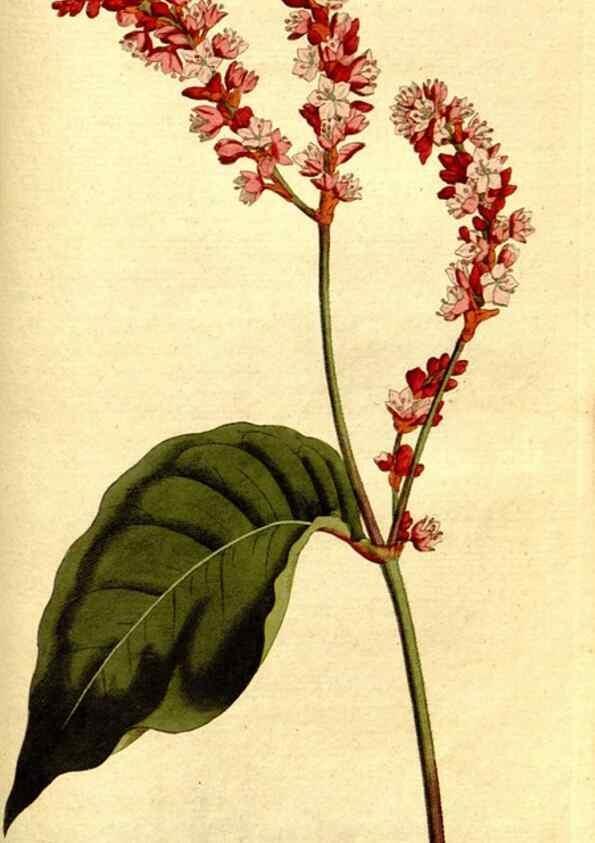 Reproducción/Reproduction 8560627240: The Botanical magazine, or, Flower-garden displayed ... /. [S.l. :s.n.],1790-1800 ;