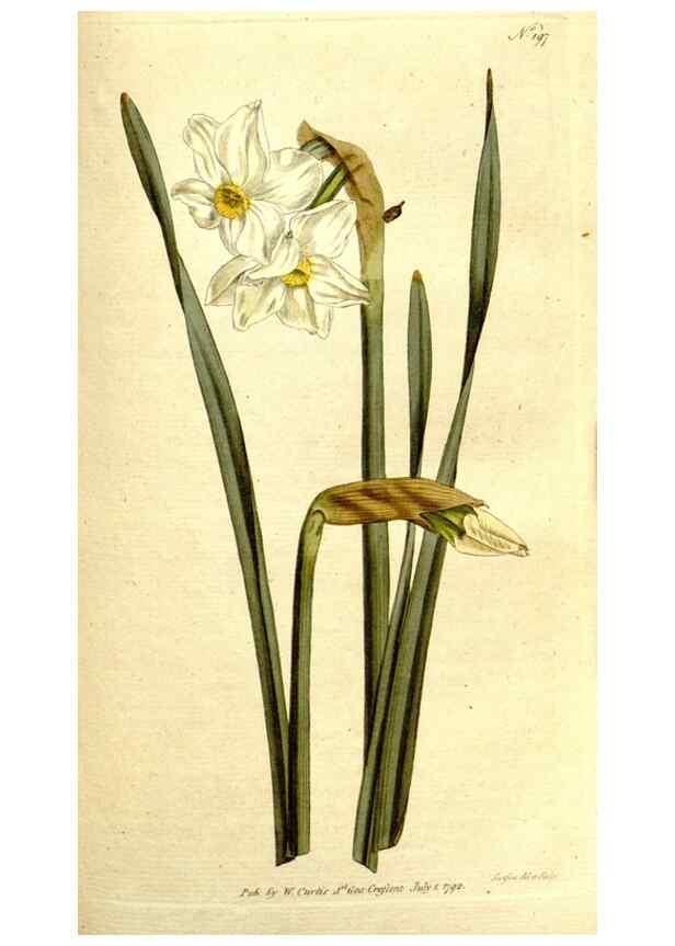 Reproducción/Reproduction 8560615956: The Botanical magazine, or, Flower-garden displayed ... /. [S.l. :s.n.],1790-1800 ;