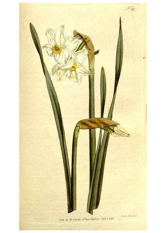 Reproducción/Reproduction 8560615956: The Botanical magazine, or, Flower-garden displayed ... /. [S.l. :s.n.],1790-1800 ;