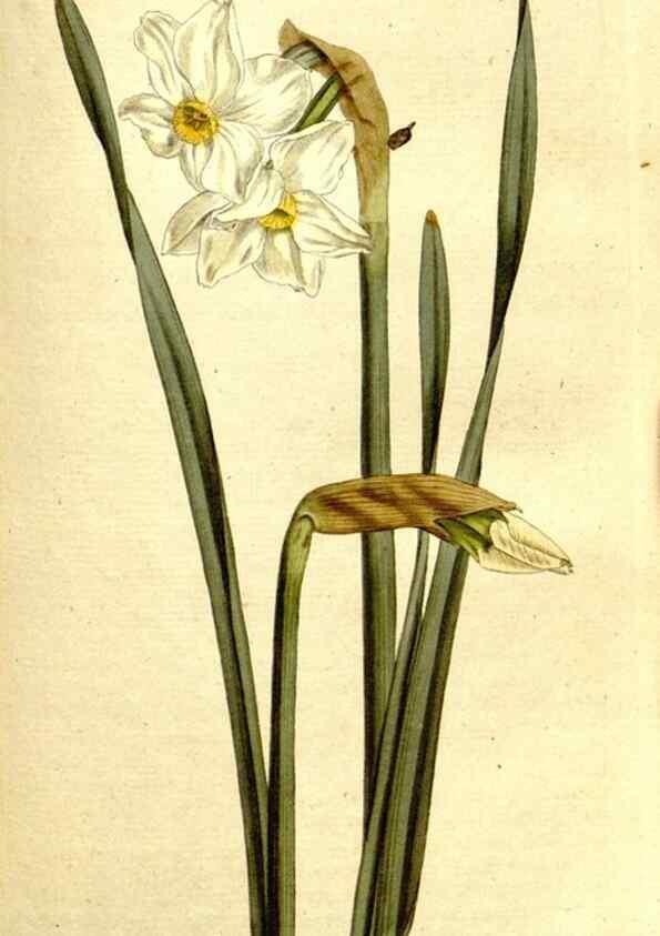 Reproducción/Reproduction 8560615956: The Botanical magazine, or, Flower-garden displayed ... /. [S.l. :s.n.],1790-1800 ;