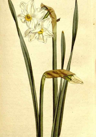 Reproducción/Reproduction 8560615956: The Botanical magazine, or, Flower-garden displayed ... /. [S.l. :s.n.],1790-1800 ;