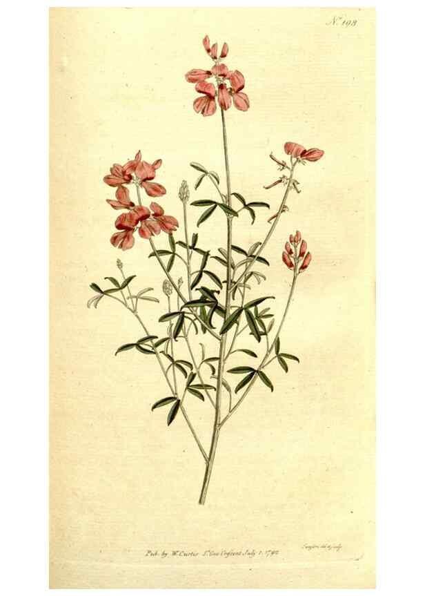 Reproducción/Reproduction 8559508175: The Botanical magazine, or, Flower-garden displayed ... /. [S.l. :s.n.],1790-1800 ;