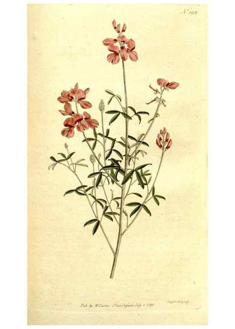 Reproducción/Reproduction 8559508175: The Botanical magazine, or, Flower-garden displayed ... /. [S.l. :s.n.],1790-1800 ;