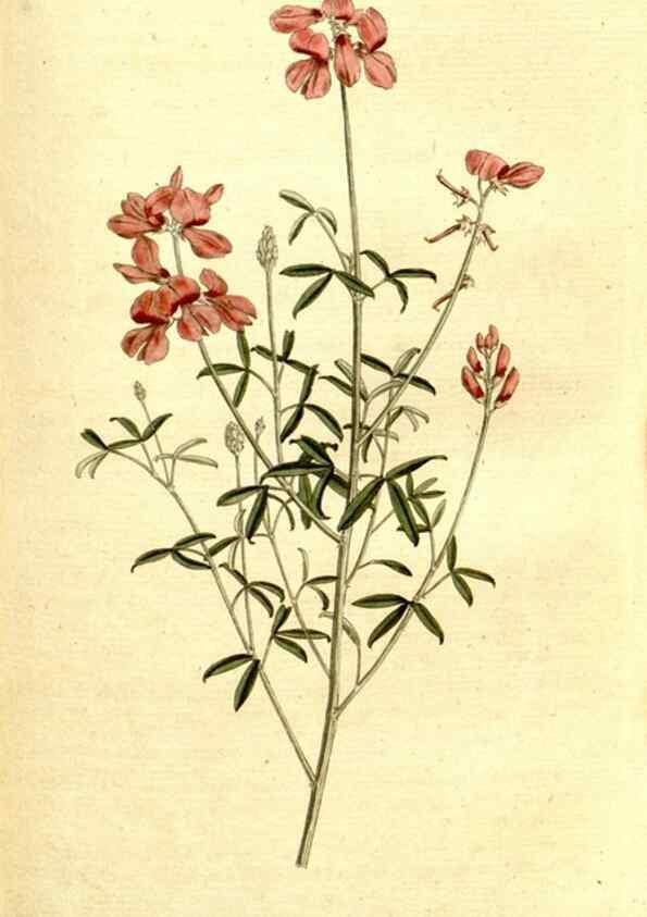 Reproducción/Reproduction 8559508175: The Botanical magazine, or, Flower-garden displayed ... /. [S.l. :s.n.],1790-1800 ;