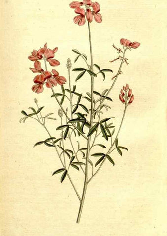 Reproducción/Reproduction 8559508175: The Botanical magazine, or, Flower-garden displayed ... /. [S.l. :s.n.],1790-1800 ;
