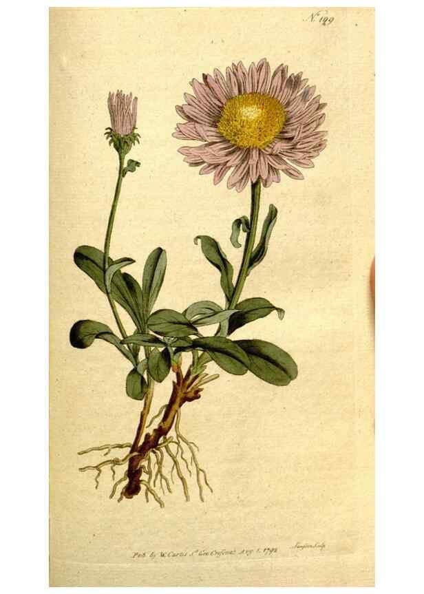 Reproducción/Reproduction 8559508857: The Botanical magazine, or, Flower-garden displayed ... /. [S.l. :s.n.],1790-1800 ;