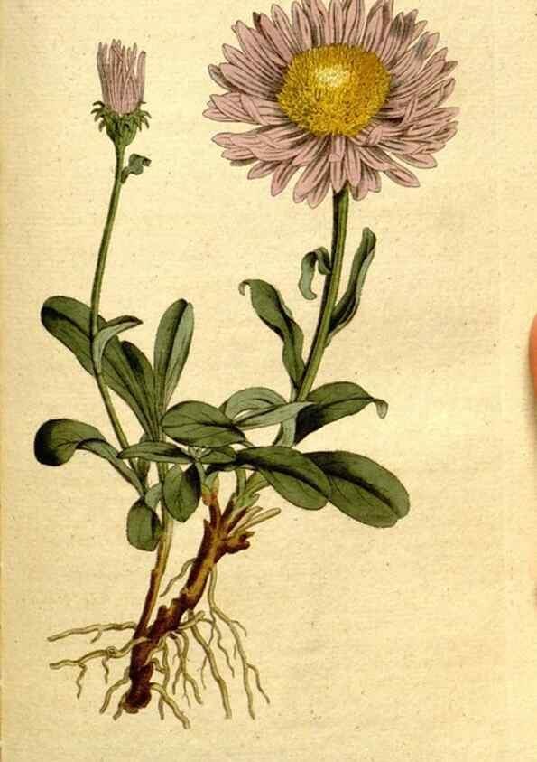 Reproducción/Reproduction 8559508857: The Botanical magazine, or, Flower-garden displayed ... /. [S.l. :s.n.],1790-1800 ;