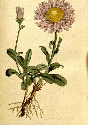 Reproducción/Reproduction 8559508857: The Botanical magazine, or, Flower-garden displayed ... /. [S.l. :s.n.],1790-1800 ;