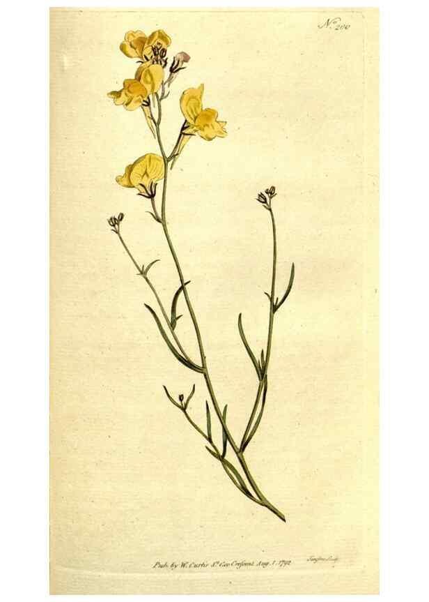 Reproducción/Reproduction 8559509549: The Botanical magazine, or, Flower-garden displayed ... /. [S.l. :s.n.],1790-1800 ;