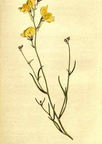 Reproducción/Reproduction 8559509549: The Botanical magazine, or, Flower-garden displayed ... /. [S.l. :s.n.],1790-1800 ;